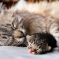 【夢占い】猫が出産する夢の意味を解説！猫の出産は裏切り者を表している！？