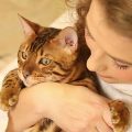 夢占い 猫を抱っこする夢は癒しや女性を求めている。